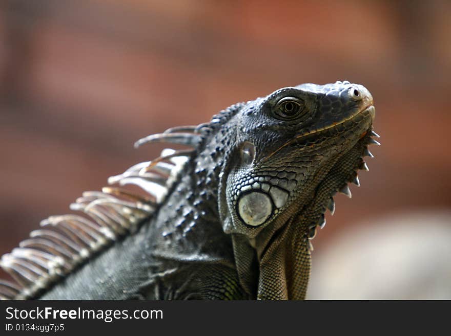 Iguana