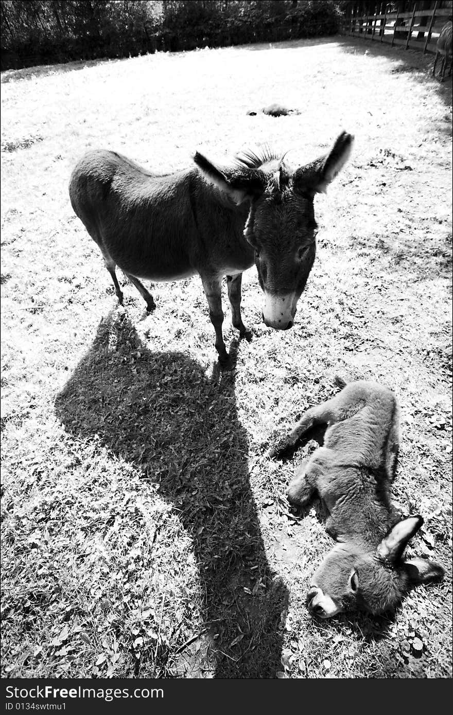 Sleeping Baby Donkey