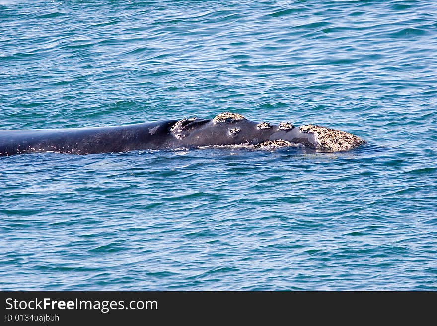 Whale portrait