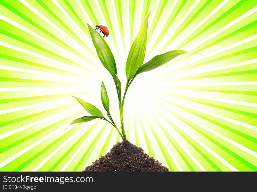 Ladybug sitting on a small plant