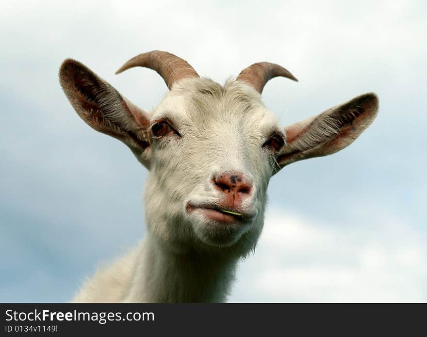 White Goat