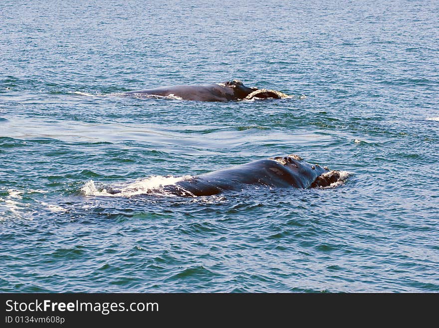 A couple of whales in the ocean of south africa, hermanus. A couple of whales in the ocean of south africa, hermanus