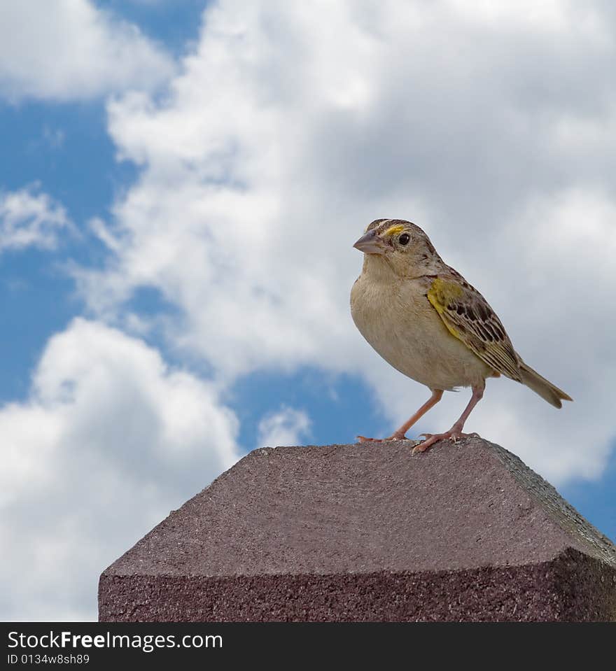 Grasshopper Sparrow