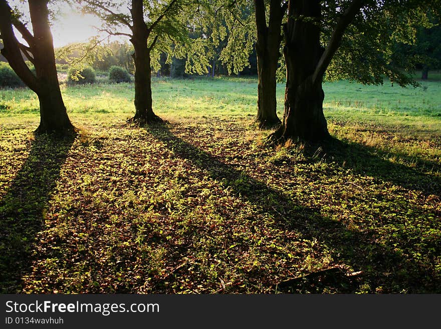 Dark shadows in forest in evening