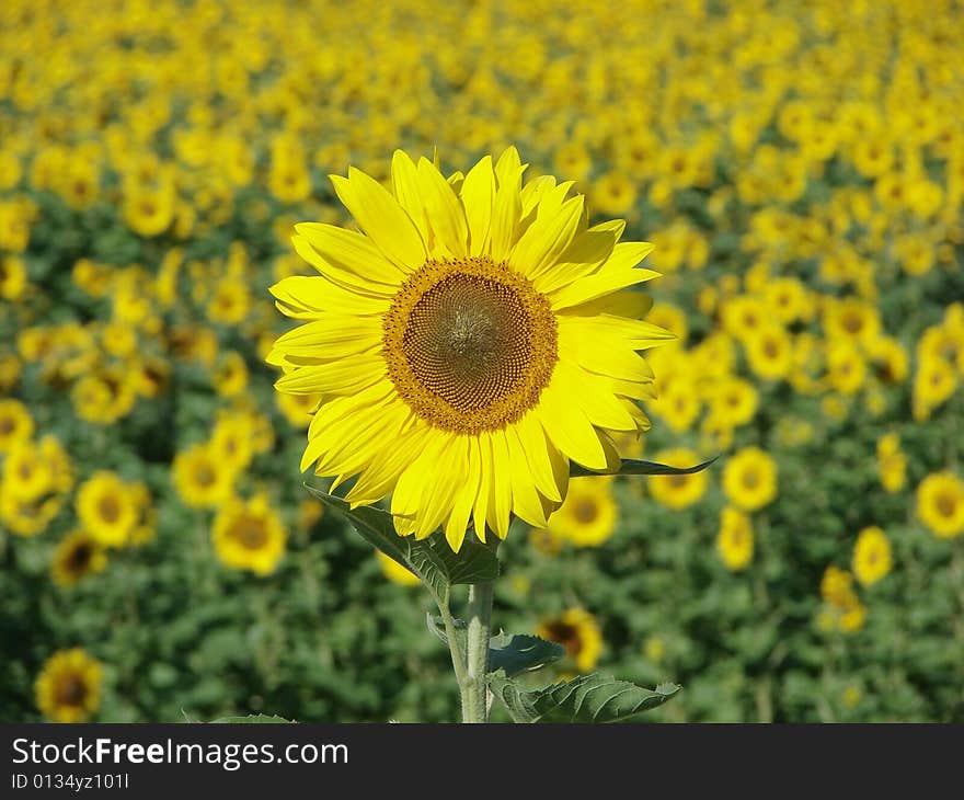 Sunflower