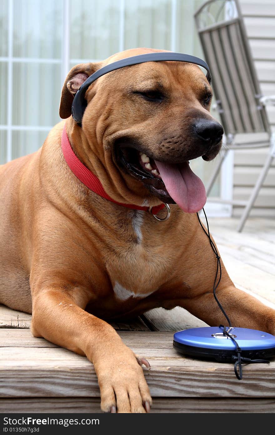 Dog loving his music  with headphones