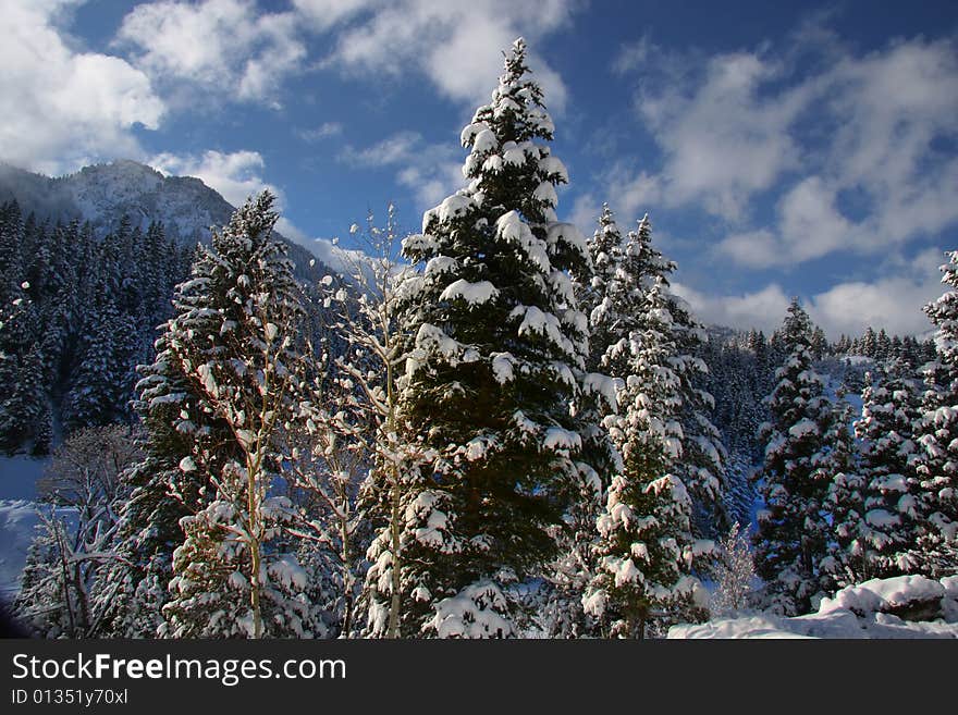 Pine Trees right after a snow storm in the Rocky Mountains. Pine Trees right after a snow storm in the Rocky Mountains