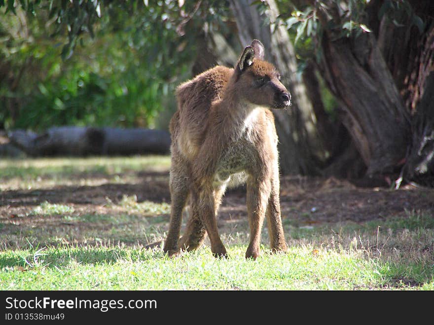 Slightly grumpy and dishevelled looking adult kangaroo crouching in the bush near Flinders Chase National Park, Kangaroo Island, South Australia. Slightly grumpy and dishevelled looking adult kangaroo crouching in the bush near Flinders Chase National Park, Kangaroo Island, South Australia.