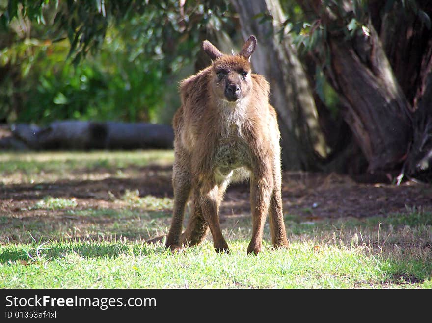 Slightly grumpy and dishevelled looking adult kangaroo glaring at the camera in the bush near Flinders Chase National Park, Kangaroo Island, South Australia. Slightly grumpy and dishevelled looking adult kangaroo glaring at the camera in the bush near Flinders Chase National Park, Kangaroo Island, South Australia.