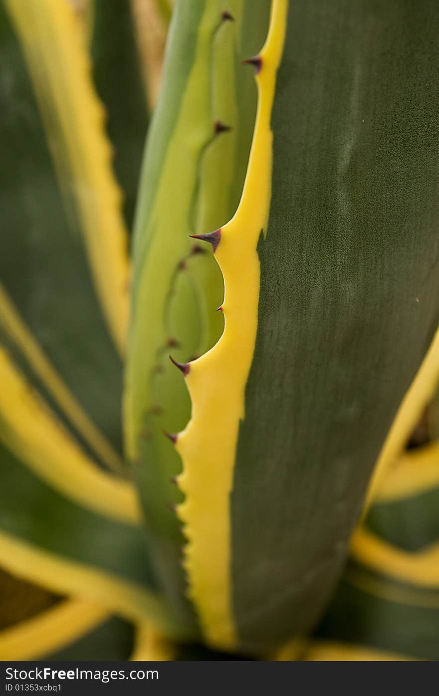 Agave americana