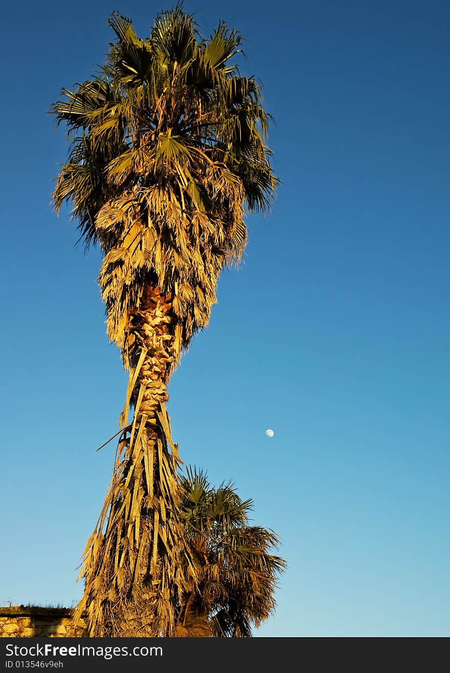 Palm Tree in Oasis