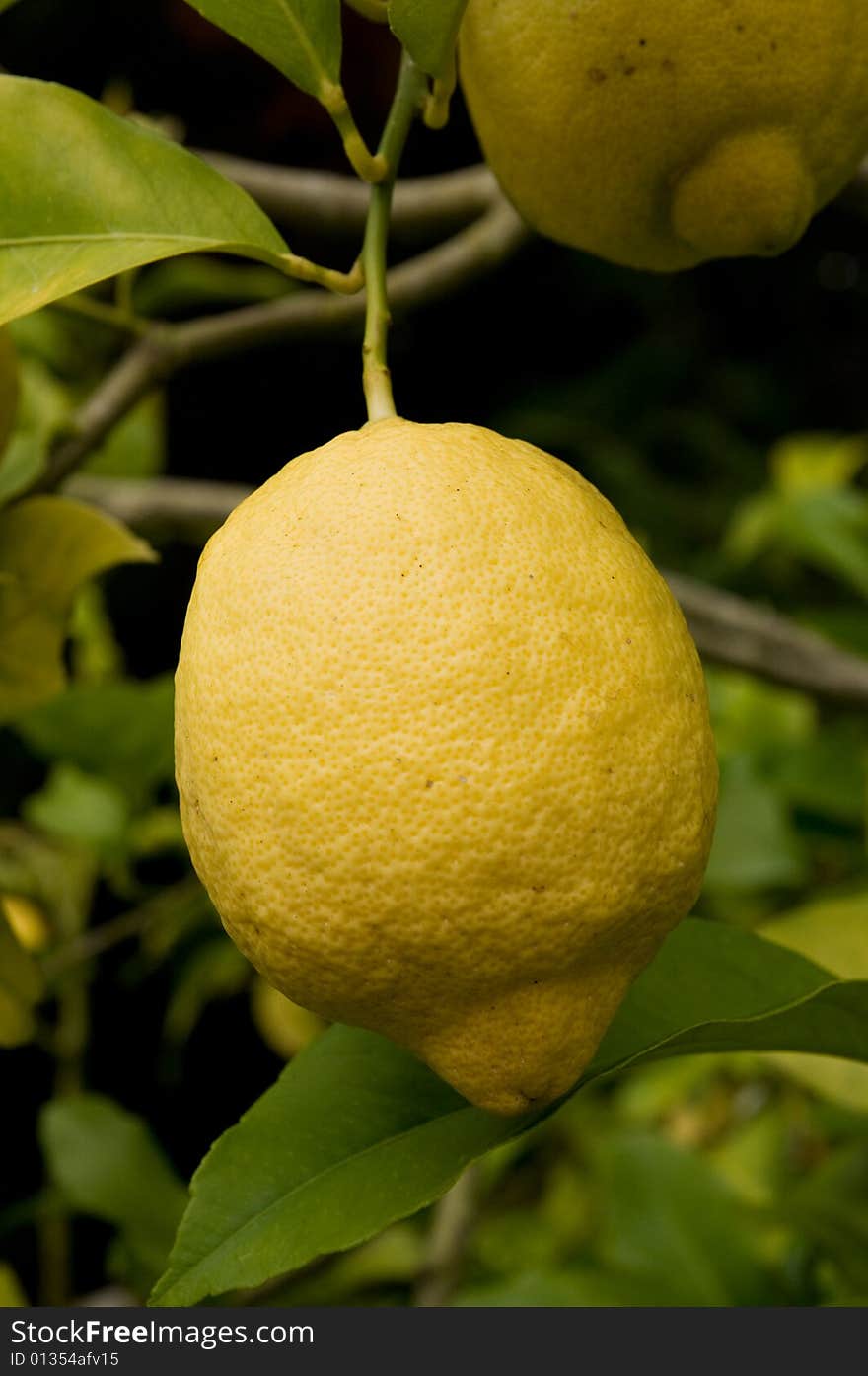 Close view of a mature lemon on a lemon-tree. Close view of a mature lemon on a lemon-tree