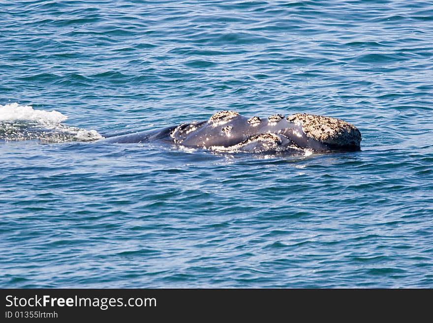 A whale in the cape town harbor. A whale in the cape town harbor