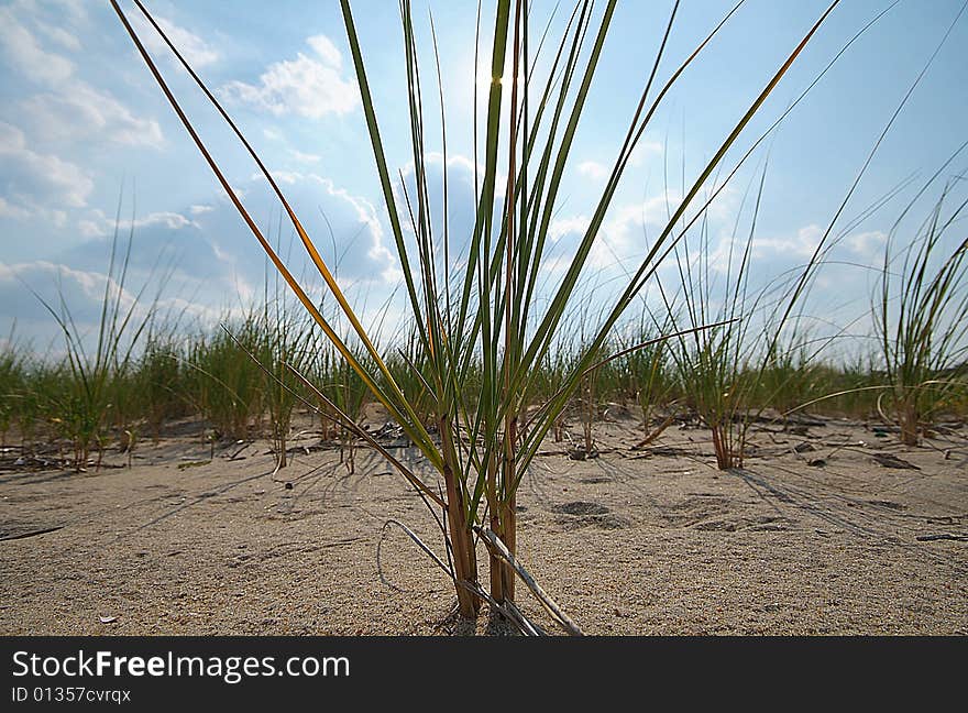 Sea Grass on Dune Sand. Sea Grass on Dune Sand