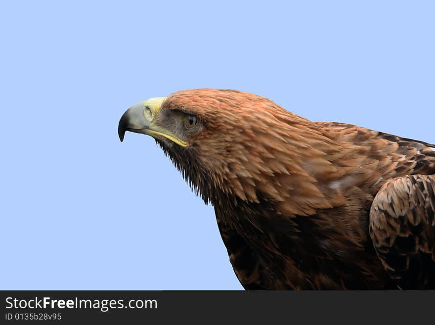 An eagle with clear eyes and an intent look. An eagle with clear eyes and an intent look.