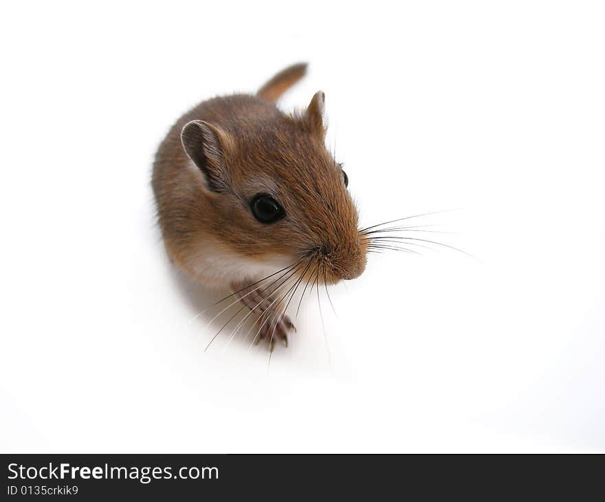 Little mouse walking on a white background. Little mouse walking on a white background