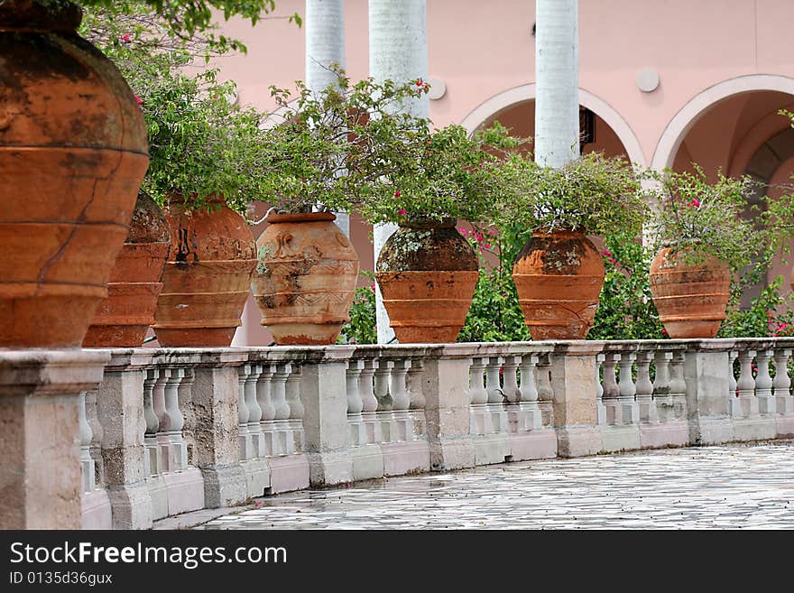 Bugenvilia Tree In  Urns By Marble Balus