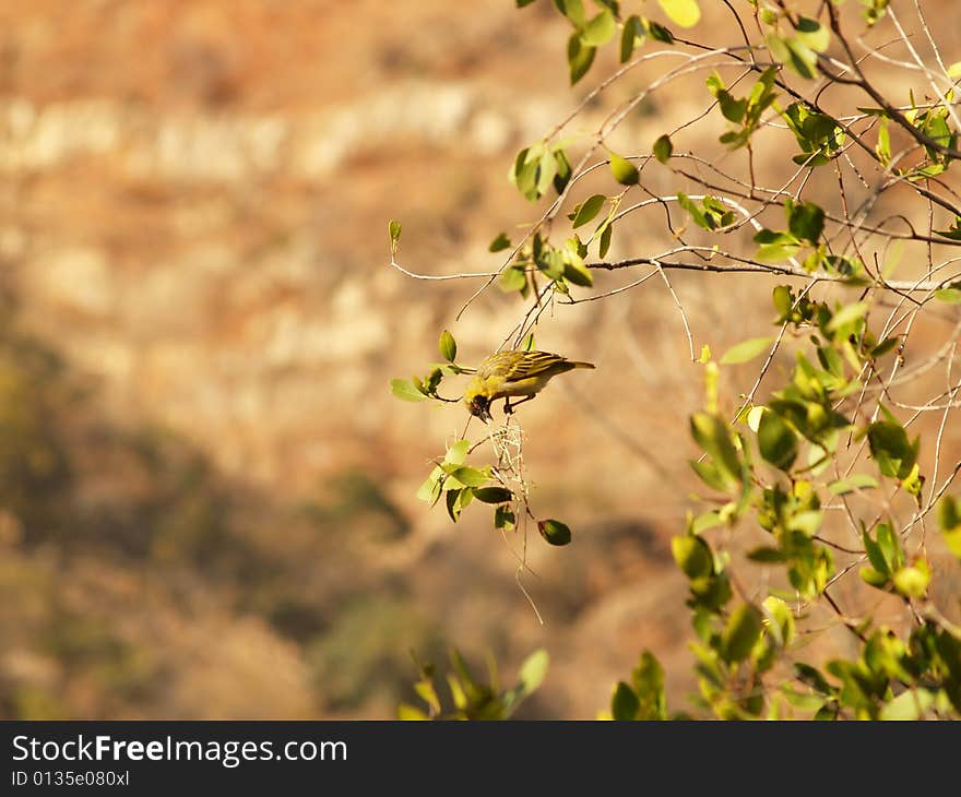 Yellow Finch