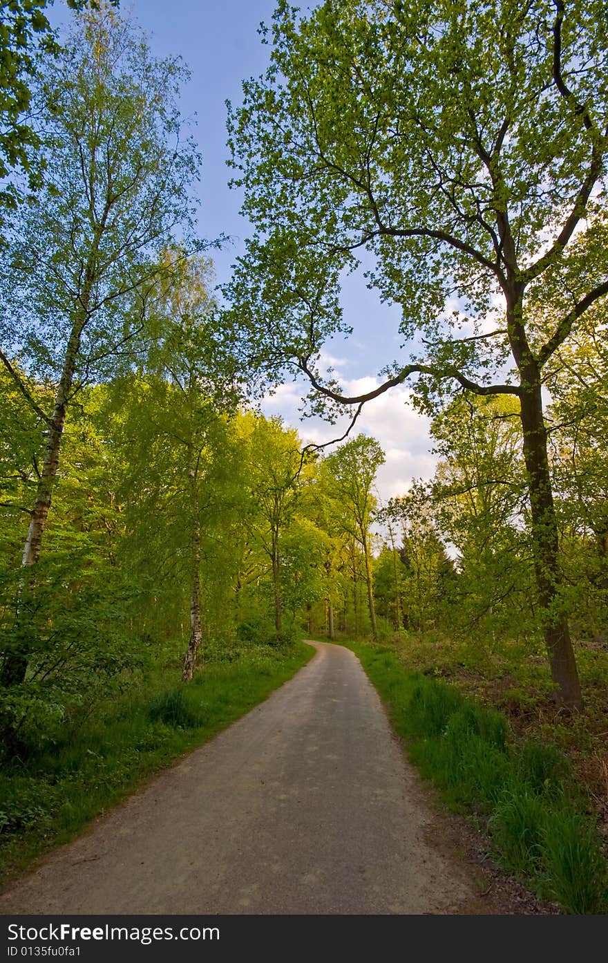 Country road trough a bright green summer forest. Country road trough a bright green summer forest