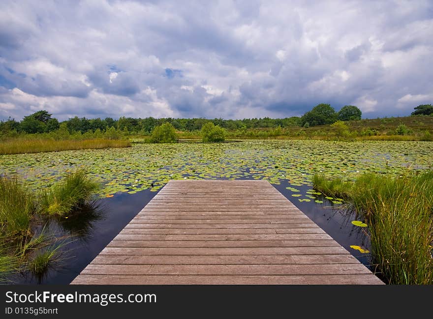 Pond with lilies