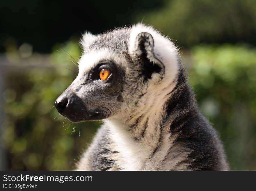 Monkey lemur is watching everithing around him. Monkey lemur is watching everithing around him