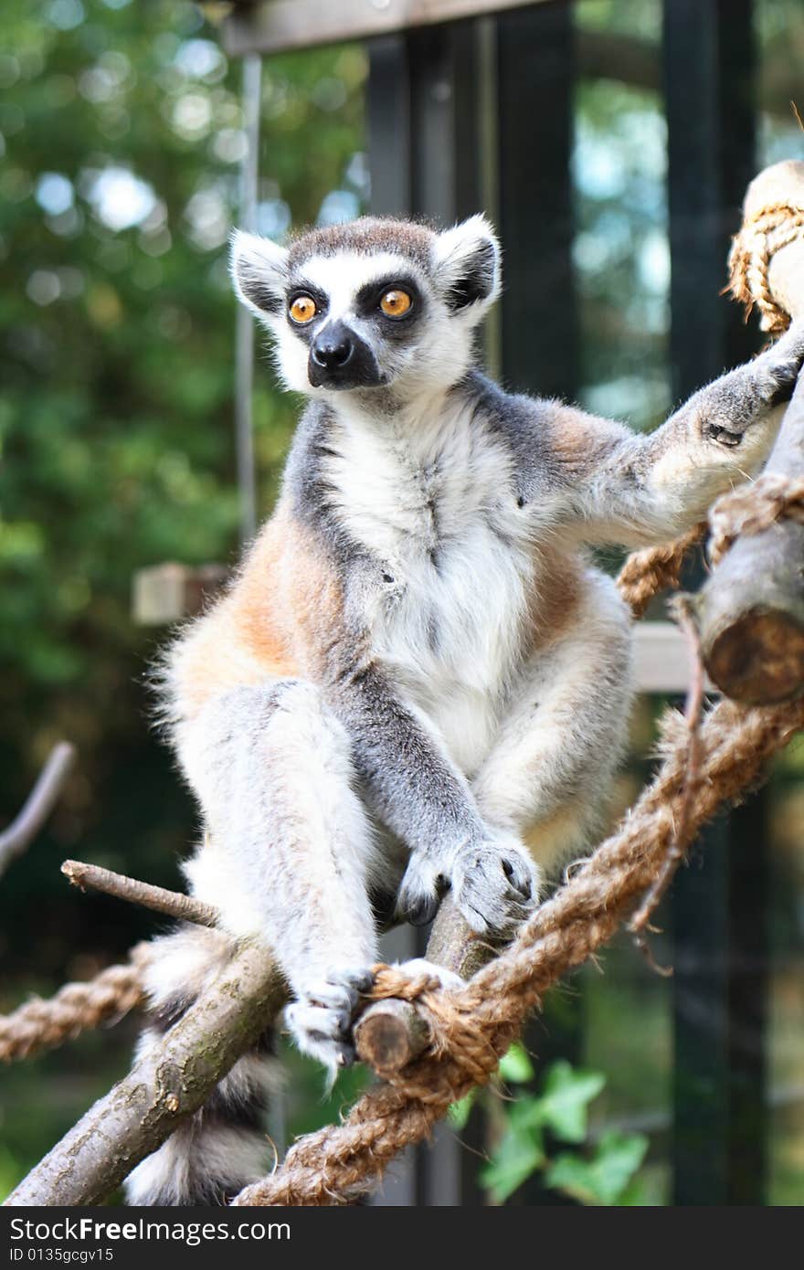 Monkey lemur is watching everithing around him. Monkey lemur is watching everithing around him