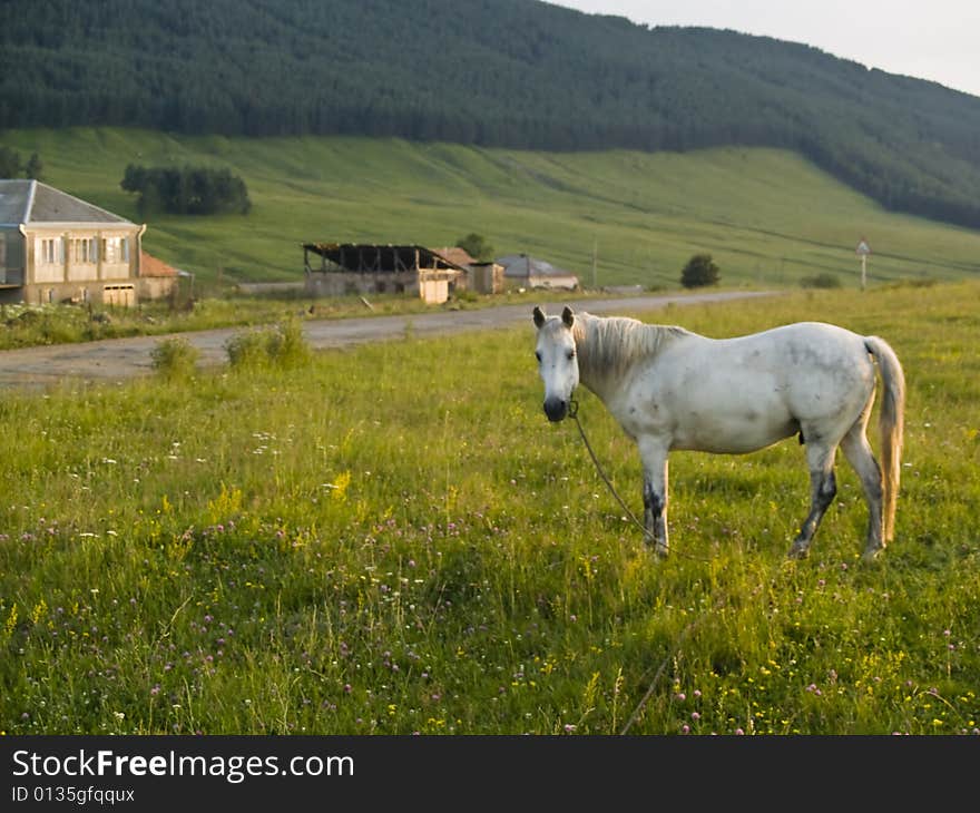 White horse on the green meadow in Georgia
