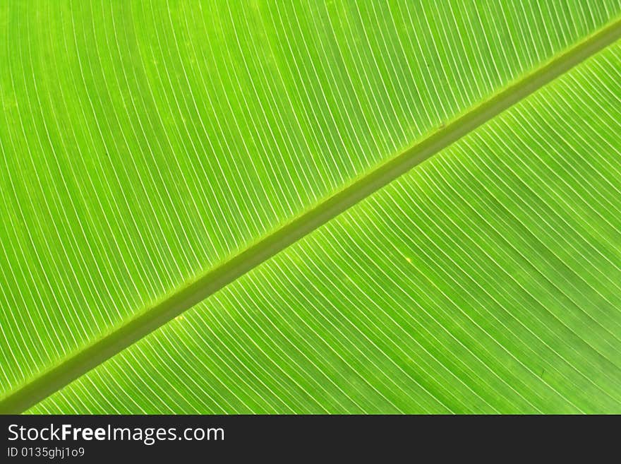 Green background from the real banana leaf