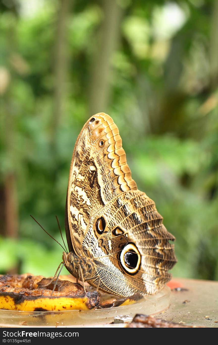 Nice butterfly in the botanical garden in the Prague