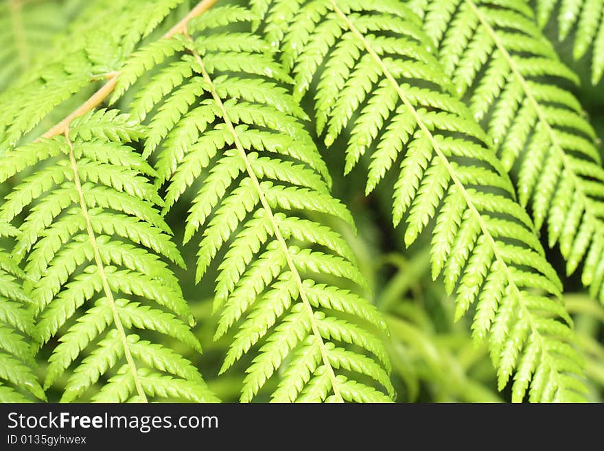 Green background from the czech forest