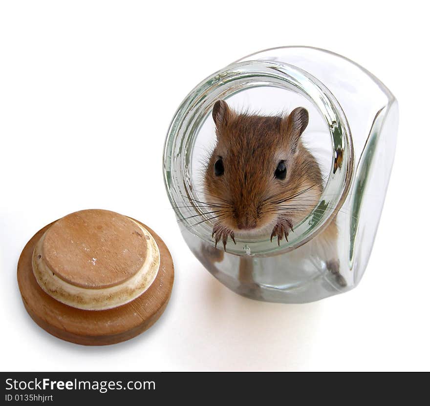 Little greedy mouse inside a sugar pot. Little greedy mouse inside a sugar pot