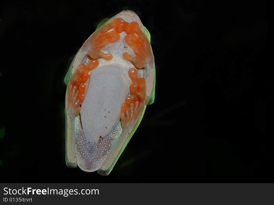 Red-eyed Treefrog