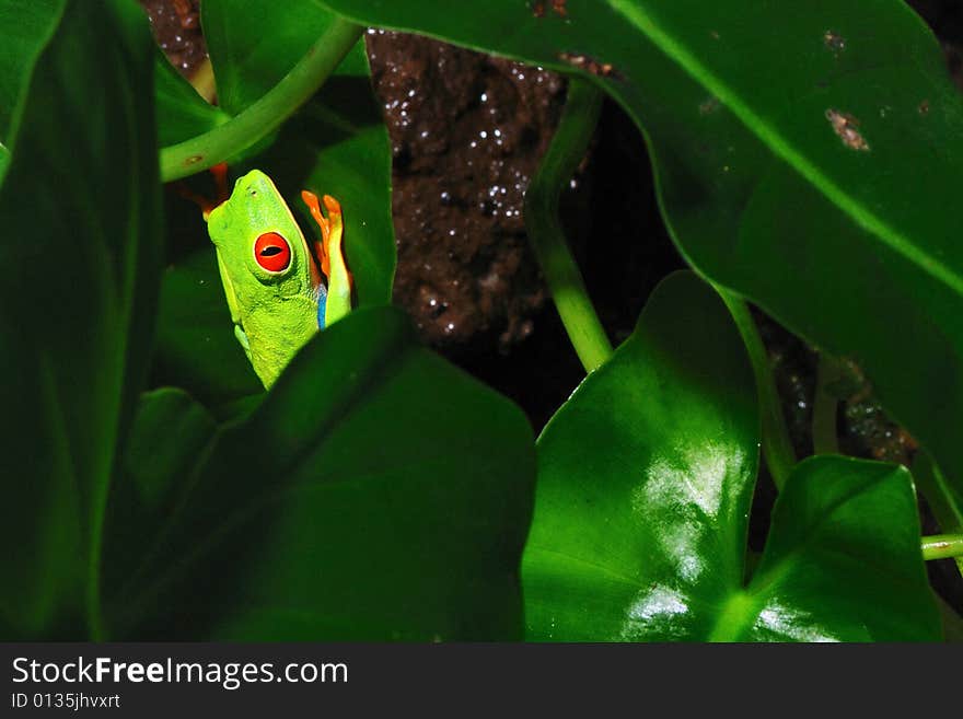 Frog - small animal with smooth skin and long legs that are used for jumping. Frogs live in or near water. Frog - small animal with smooth skin and long legs that are used for jumping. Frogs live in or near water.