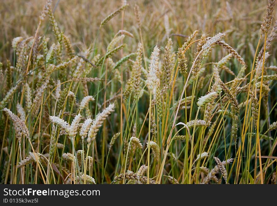 Beautiful structure from culture of grain. Beautiful structure from culture of grain