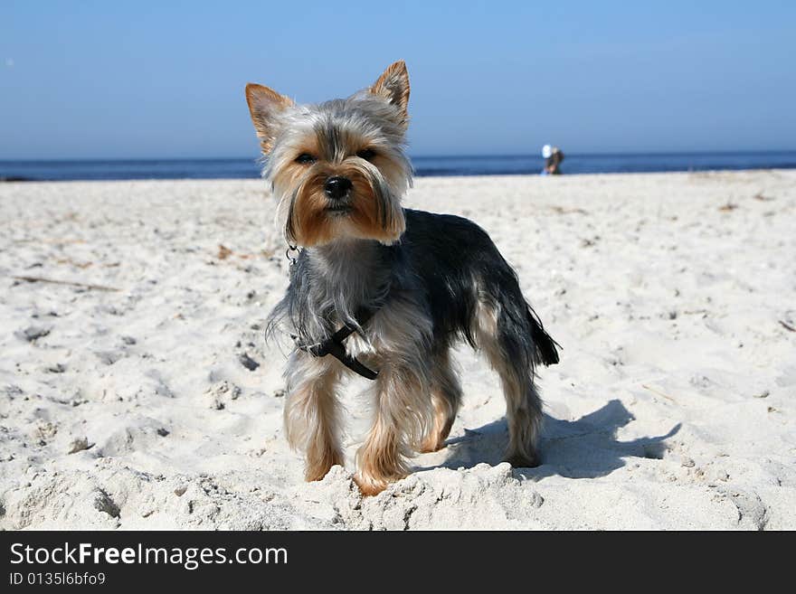 Portrait of a Yorkshire terrier