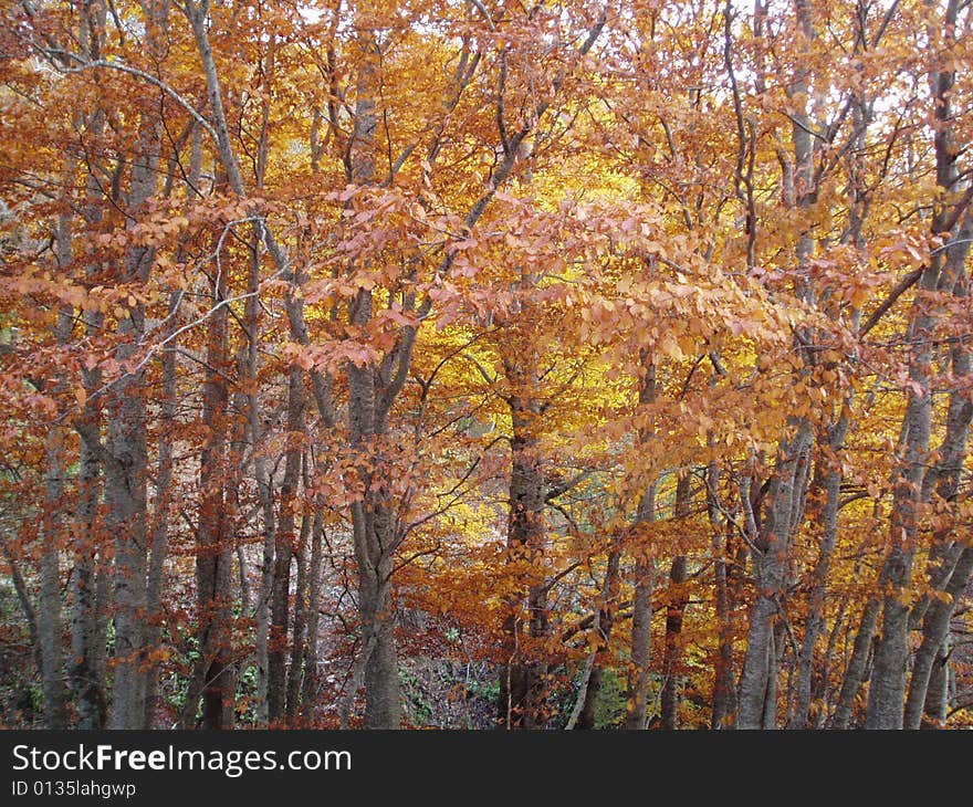 Wood in autumn