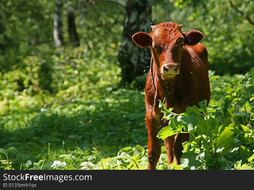 Cow in the green forest. Cow in the green forest