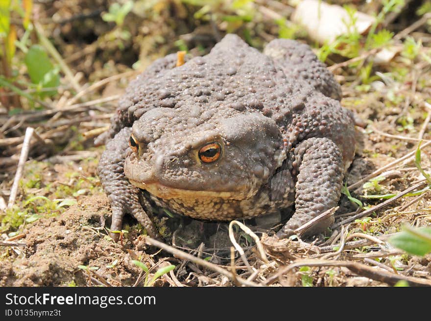 Close-up common toad (Bufo bufo)