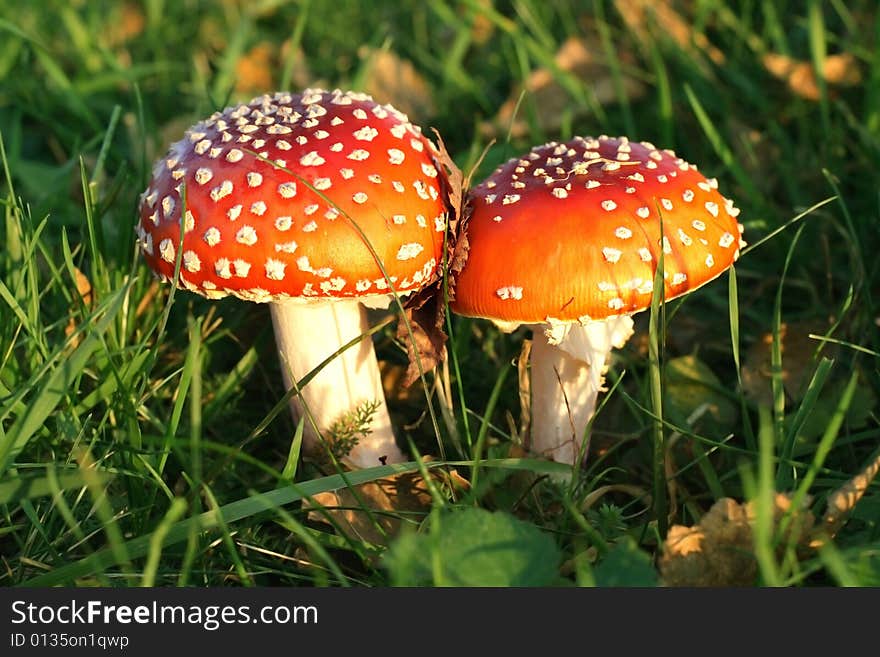 Two red, toxic toadstools close together