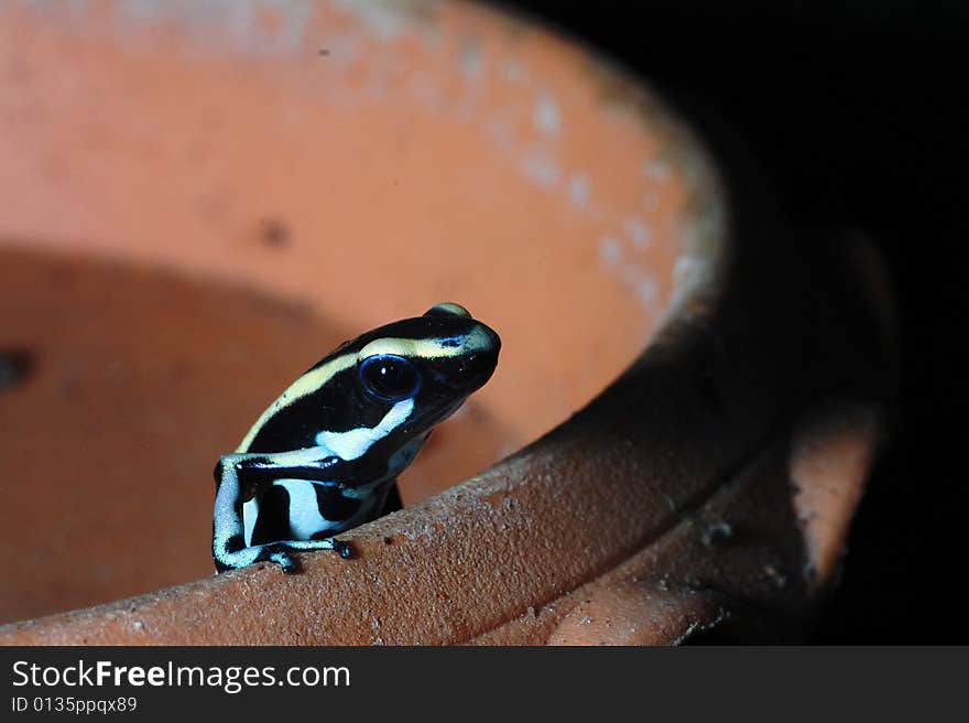 Green And Black Poison Frog