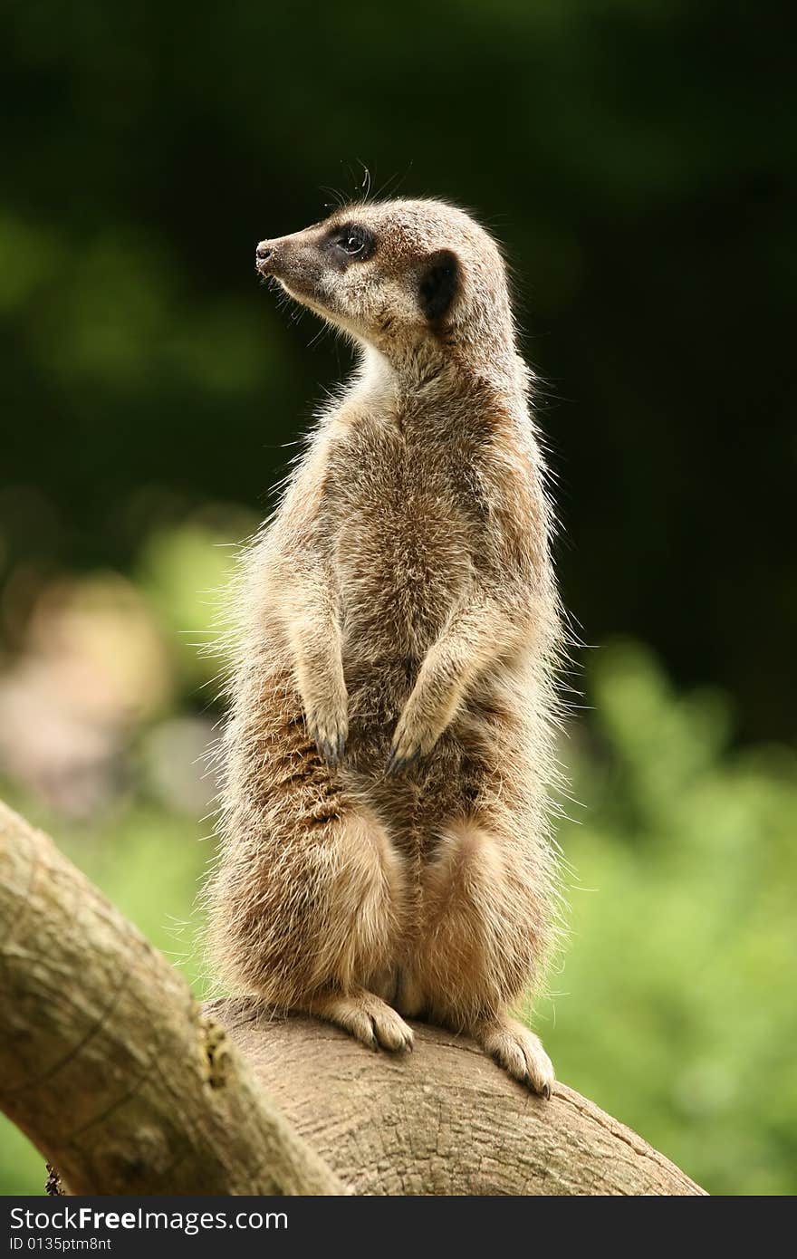 Meerkat standing guard