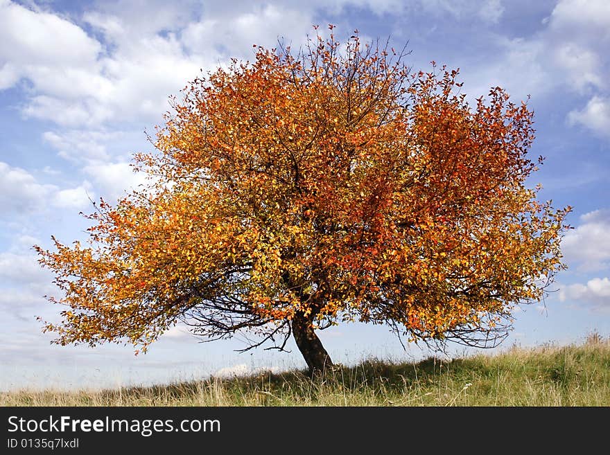 Autumn apple-tree on background of blue sky. Autumn apple-tree on background of blue sky