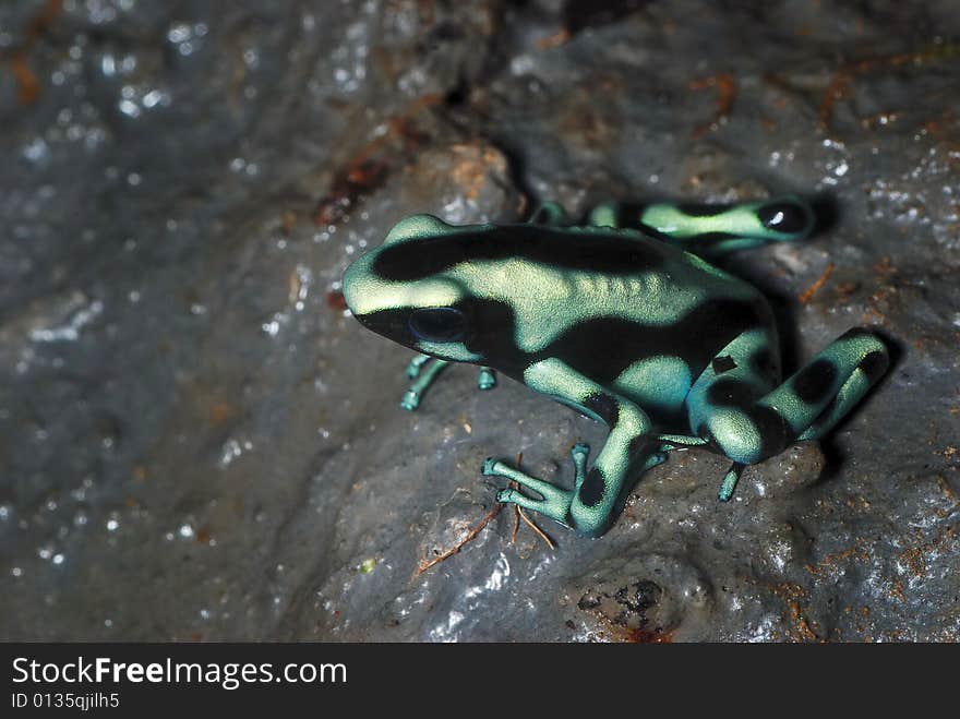 Green and Black Poison Dart Frog - Dendrobates auratus. Green and Black Poison Dart Frog - Dendrobates auratus