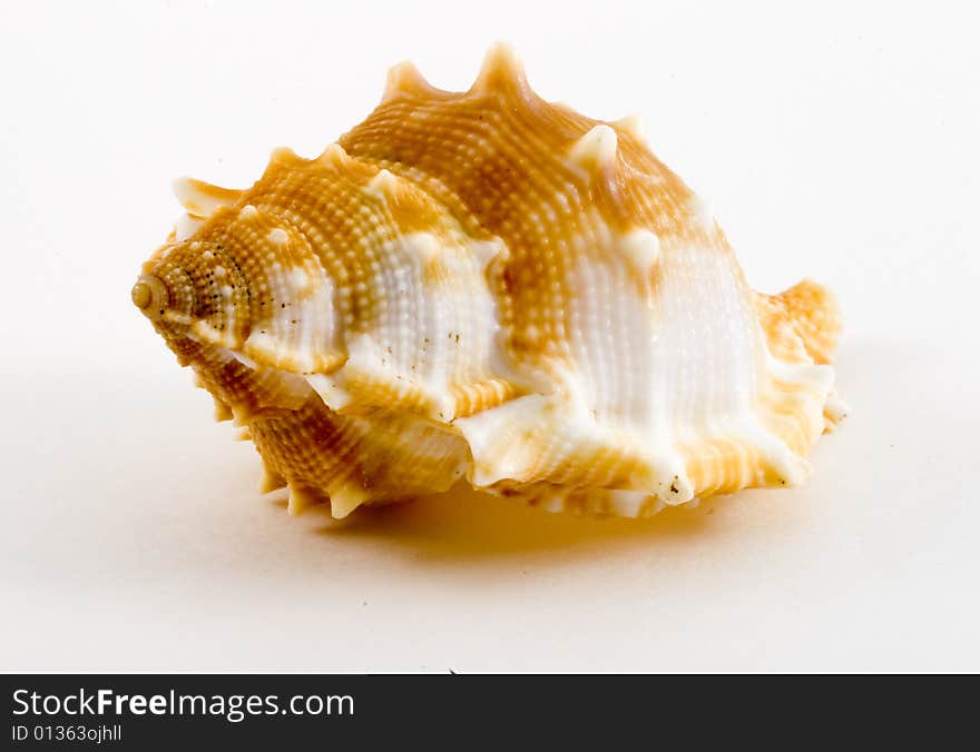 Detail of a conch on the white background