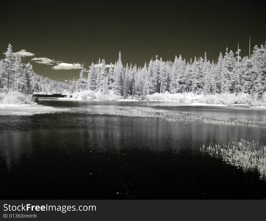 Lake in the forest