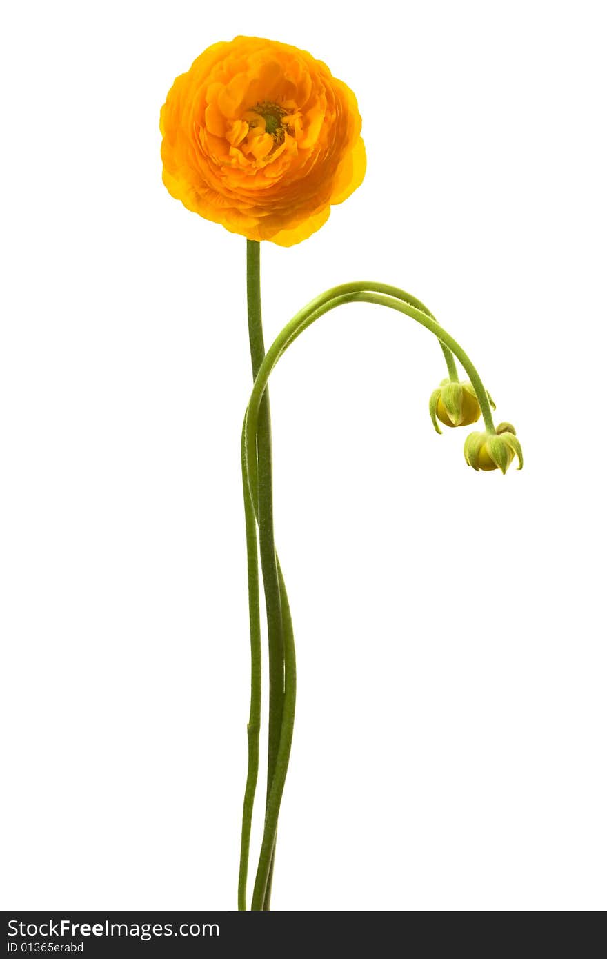 Beautiful yellow flower on a white background