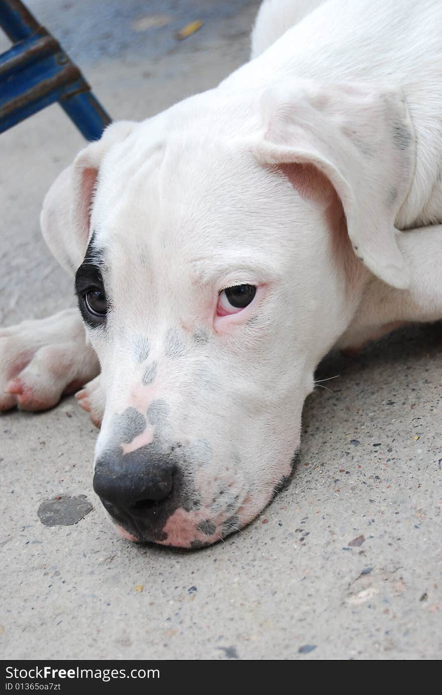 Argentinian Dogo taken a relax. Argentinian Dogo taken a relax