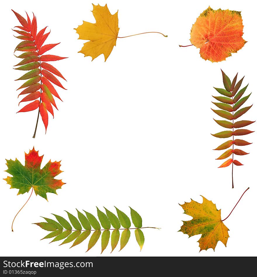 Autumn leaves, rowan, grape and maple in an abstract frame design. Over white background. Autumn leaves, rowan, grape and maple in an abstract frame design. Over white background.