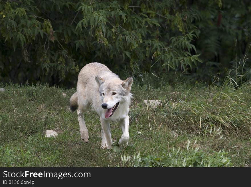 Wolf in summer, in west island of Montreal.