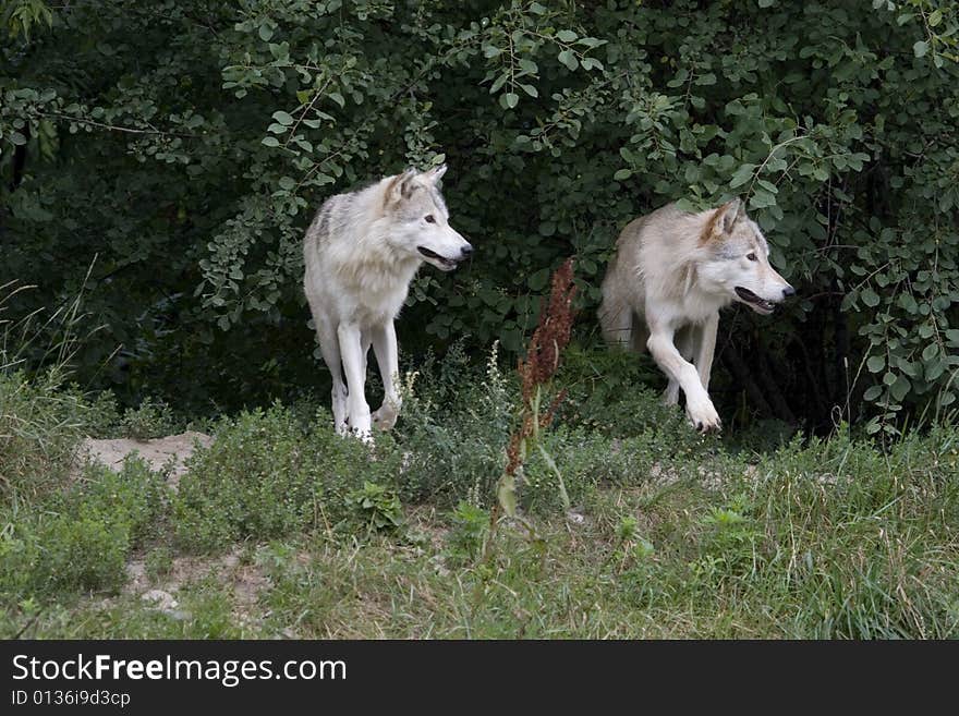 Wolves in summer, in west island of Montreal.